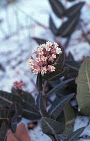 Image result for Asclepias schumanniana