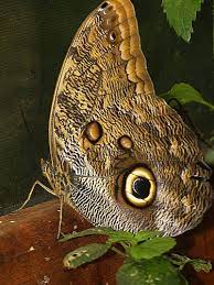 Mariposas Mariposas Mariposario Mariposas De Colores