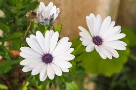 By park seed february 9, 2016 aas, african violet, annuals, container gardening. African Daisy Osteospermum Flower Types How To Grow And Care Florgeous