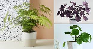 Pretty flowers with pink petals—jasmine is another popular indoor flowering plant. 10 Cute Small Indoor Plants Small Houseplants Balcony Garden Web