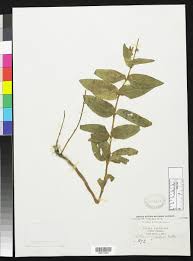 Image result for Coleus maculosus