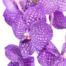 Purple Bicolor Vanda Orchid Flower Vanda Orchids Purple Orchids Orchids