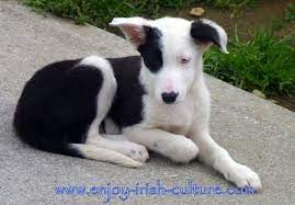 Things To Do In Ireland- Joyce Country Sheep Dog Shows Irish Dog Irish Dog Breeds Sheepdog