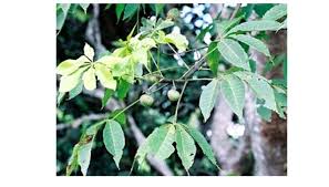 Image result for Ricinodendron