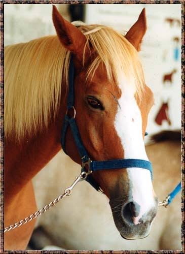 競争馬でのイケメンならトウショウファルコを推す - フォト蔵