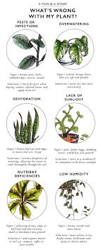 Luckily, among them there are a few that really matter, and it's our job to find them. You Love Your Plants Right And You Didn T Mean To Kill Them Obviously But You Did We Ve All Been There One Moment They R Plant Pests Plants Indoor Plants