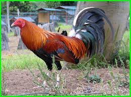 Bilah dao dari china, celurit dari. 8 Jenis Ayam Aduan Terkuat Dan Terbaik Saat Ini Daftarhewan Com