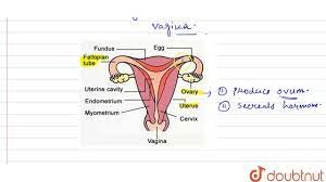 Maybe you would like to learn more about one of these? Draw A Labeled Diagram Of Female Reproductive System Answer Youtube