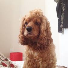 Miggy On Instagram Curly Hair Don T Care But Please Don T Brush Me Cocker Spaniel Cockerspaniel Cockapoo In Curly Hair Styles Wet Hair Curly