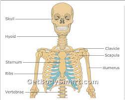View and explore systems overviews, skeletal systems, muscle physiology, muscular system, nervous system, circulatory system, respiratory system, urinary system. Get Body Smart Anatomy Getbodysmart Getbodysmart Twitter The System Where The Kidneys Filter Blood To Produce Urine And Get Rid Of Waste Jodiek Stuck
