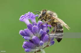 Stock Photo Honey Bee On Lavender Flower Lavender Flowers Bee On Flower Bee Drawing