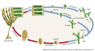 Solved The Life Cycle Of Laminaria