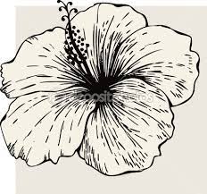 Hibiscus Flower Hibiscus Drawing Hibiscus Flower Drawing Flower Drawing
