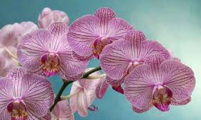 Jan 07, 2020 · many types of flowering plants have their own beauty, but some plants are so unusual and unique that they grab attention. The Most Beautiful Flowers In The World With Name And Picture