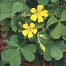 Image result for Oxalis anthelmintica