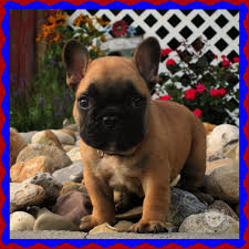 Black And Tan Merle Frenchie Available Puppies Hilltop Acres Frenchies French Bulldog Puppies Frenchie Puppy Bulldog Puppies