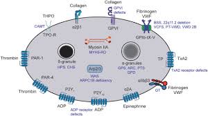 Image result for Platelet Dysfunction
