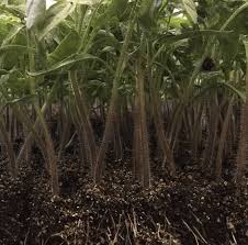 Check spelling or type a new query. 10 Tomato Growing Tricks You Need To Start Using Growjourney