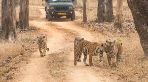 In 2010, on this day several countries signed the agreement in the saint petersburg tiger summit, which was held in russia.the agreement aims to create awareness about the decreasing tiger population globally and preserve the tigers' natural habitat. Qss M3bm8gr5vm