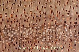 Image result for Centrolobium robustum