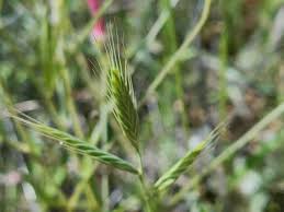 Image result for Brachypodium