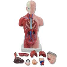Collection by character design references. 28cm Human Muscle Torso Anatomy Model Viscera Heart Brain Skeleton Medical Teaching Props Home Deco Buy At A Low Prices On Joom E Commerce Platform