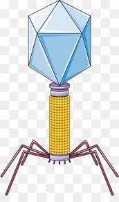 Download in svg and use the icons in websites, adobe illustrator, sketch, coreldraw and all vector design apps. Batteriofago Png Trasparente E Batteriofago Disegno Batteriofago Batteri Servier Medical Virus Batteriofago