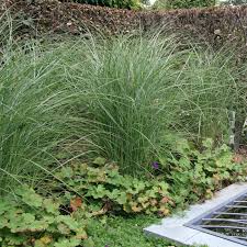 Image result for Miscanthus