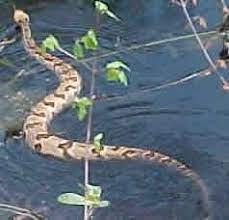 Canebrake Rattlesnake Snake Rattlesnake Reptiles