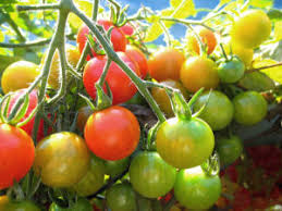 How To Ripen Tomatoes On The Vine Harvest To Table