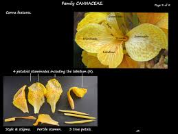 Image result for Cannaceae