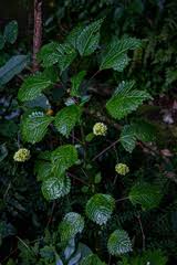 Image result for Pilea johnstonii