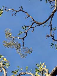 Image result for Steganotaenia