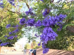 wilson s 生活市集部落格h 藍花楹 學名 jacaranda mimosifolia 藍花楹樹可長至5至15米高 樹皮薄 灰褐色 plants visiting places to visit