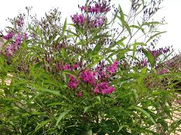 Image result for Vernonia purpurea
