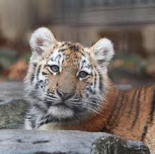 茶臼山動物園 で子トラ撮ってきた ホタカ ちゃんかなこれは優しい顔してるけどめっちゃやんちゃだった笑 茶臼山 長野 zoo 動物園 もふもふ 動物園部 動物園好きとつながりたい どうぶつ好きとつながりたい animal どうぶつ 動物 canon wild cats cats