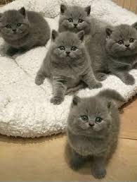 Kediler Baby Cats Cute Animals Cute Cats