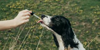 Can cbd oil help treat cancer in dogs? The 5 Best Cbd Oil For Dogs Health Com