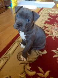 If a hybrid puppy takes after its german shepherd parent, then they. Newport Beach Ca Pit Bull Terrier Meet Olaf A Pet For Adoption