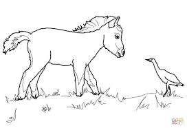 Free Printable Throughout Miniature Horse Foal And Bird Coloring Pages Horse Coloring Pages Bird Coloring Pages Horse Coloring Books