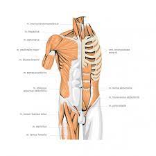 Anatomy Of The Human Body Doctor Hospital Anatomy Png And Vector With Transparent Background For Free Download Human Body Body Human