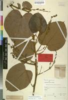 Image result for Manniophyton