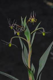 Image result for Ornithoglossum viride