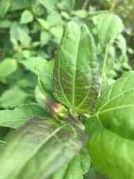 Struktur sekretori dan uji histokimiatumbuhan obat. Manfaat Daun Balakacida Untuk Kesehatan Wanita Steemkr