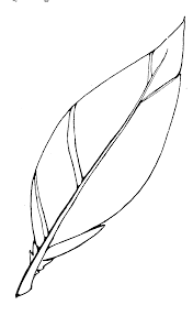 Gathering the harvest indian coloring pages. Best Turkey Feather Clip Art 14701 Clipartion Com