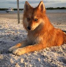 Mon plus beau cadeau de noël. Photo Du Plus Beau Chien Du Monde Mgp Animation