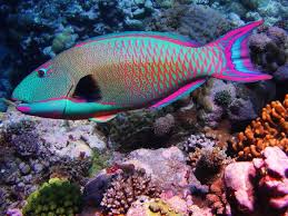 Ikan juga termasuk hewan peliharaan. 7 Ikan Paling Cantik Di Dunia Iluminasi