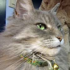 According to an analysis conducted by rover.com. 60 Fancy Cat Collars Ideas