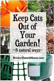 Cats in the garden seem to be an issue this week while helping customers at the garden center this some plants give off smells that cats dislike. 8 Natural Ways To Keep Cats Out Of Your Garden Brown Thumb Mama
