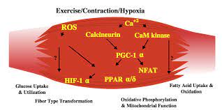 Types Of Skeletal Muscle Fibers Lifetime Fitness And Wellness